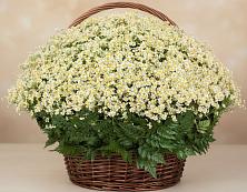 Цветочная композиция из Ромашки в корзине #REPLACE_PRED# Ленинское