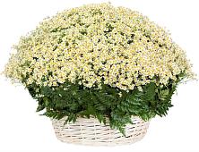 Цветочная композиция из Ромашки в корзине #REPLACE_PRED# Ленинское